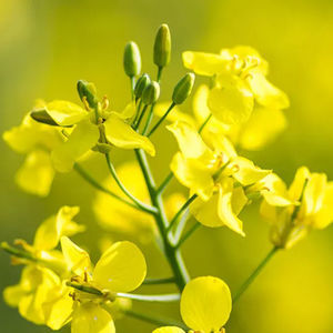 olio di lubrificazione
