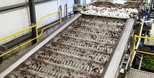 sistema di trasporto per l'industria agroalimentare