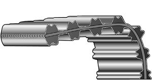cinghia dentata
