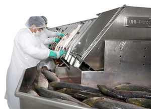 evisceratrice per salmone