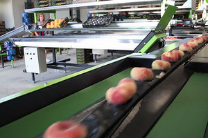 macchina di smistamento automatica / per frutta / per verdura / per l'industria agroalimentare