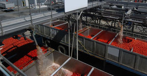 linea di trasformazione per pomodori