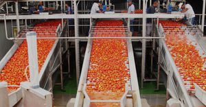 smistatore per l'industria agroalimentare