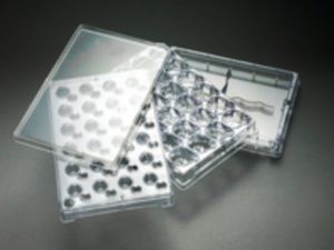 micropiastra