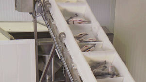linea di trasformazione del pesce