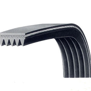 cinghia dentata