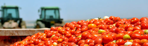 Software di catena di distribuzione - SLV Tomato - Cachapuz Bilanciai Group - agricolo / ad alte prestazioni