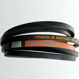 UNA DEL NORD OVEST " Pedigree Database Great Dane - Foto 5