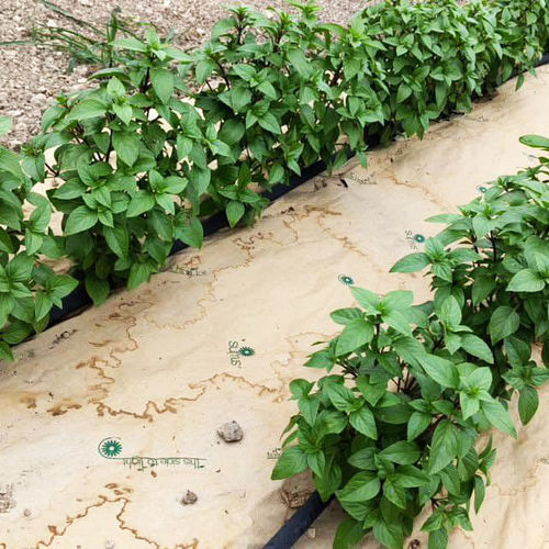 Protezione per macchina per il settore agricolo - SUMUS ITALIA SRL - pacciamante