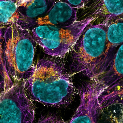 Microscopio ottico - STELLARIS - Leica Microsystems GmbH - per analisi / da ricerca / a fluorescenza