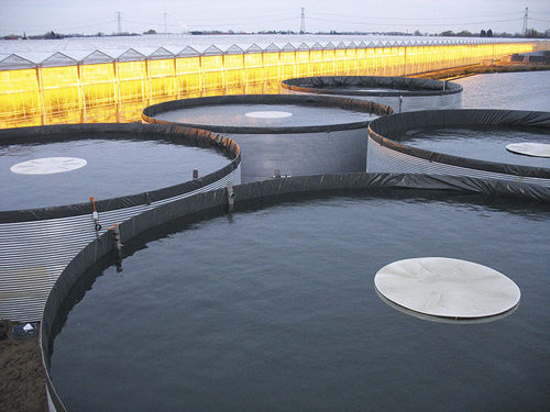 Copertura per vasca di stoccaggio d'acqua - Albers Alligator