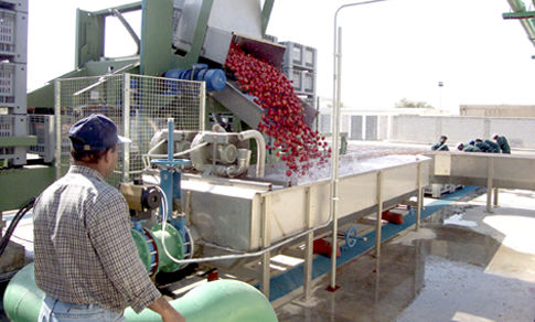 Trasportatore a nastro - Ing.A.Rossi - di trasferimento / a ribaltamento / per l'industria agroalimentare