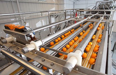 Calibratrice per frutta e verdura - 5500 - Brown International Corporation LLC - a rulli