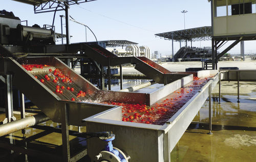 Trasportatore idraulico - Agromeccanica srl - per pomodori / per l'industria agroalimentare / in acciaio inossidabile
