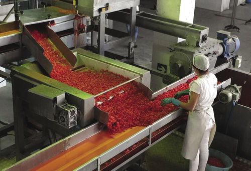 Trasportatore a rulli - Agromeccanica srl - di svuotamento / per frutta / per pomodori