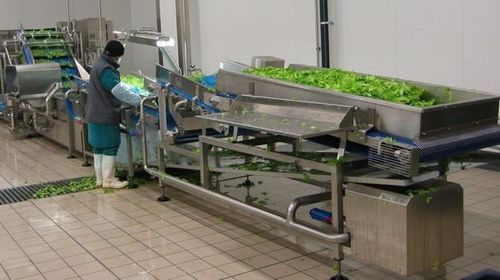 Calibratrice per verdura - TECNOCEAM - a nastro / con trasportatore