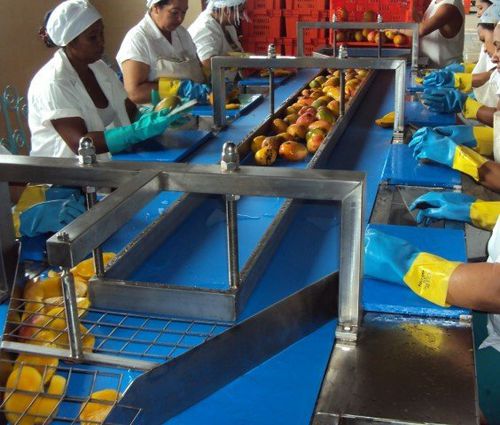 Trasportatore a nastro - NM1 - TECNOCEAM - da trasporto / per frutta / per l'industria agroalimentare