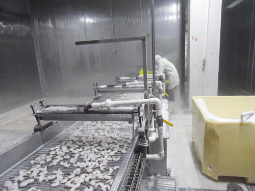 Raffreddatore d'acqua - ZD-XL 1500 - Shrimp Machine - per gamberetti / in acciaio inossidabile / con trasportatore a nastro