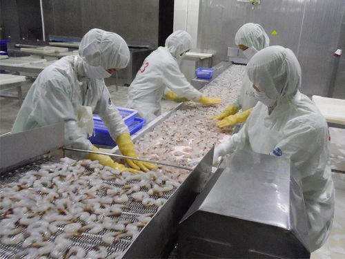 Trasportatore a nastro - ZD-YL 10 - Shrimp Machine - a nastro a rete / per frutti di mare / in acciaio inossidabile