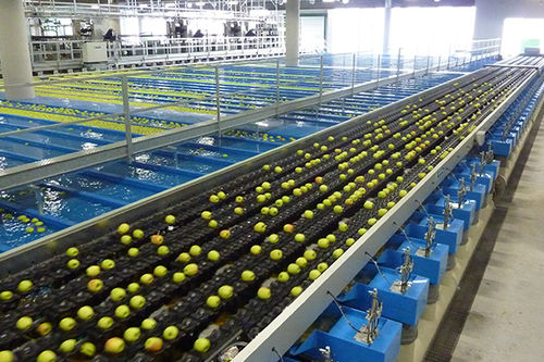 Macchina di smistamento per l'industria agroalimentare - GEOSORT - Greefa - automatica / per frutta / per verdura