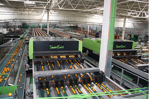 Macchina di smistamento per l'industria agroalimentare - SMARTSORT - Greefa - automatica / per frutta / continua
