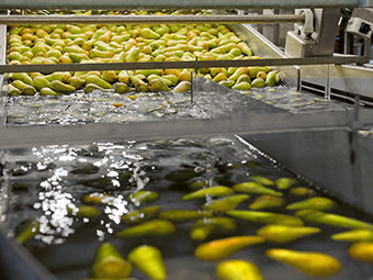 Alimentatore a disco - Greefa - per alimenti / automatico