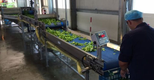 Linea di lavaggio ad acqua - Koppert Machines & Zonen B.V. - a secco / automatica / di processo