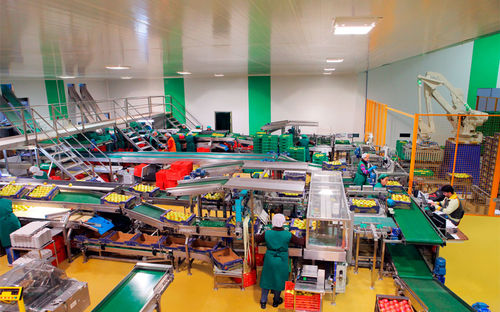 Linea di imballaggio per l'industria agroalimentare - CALIBRAFRUTA LDA - per frutta / robotizzata