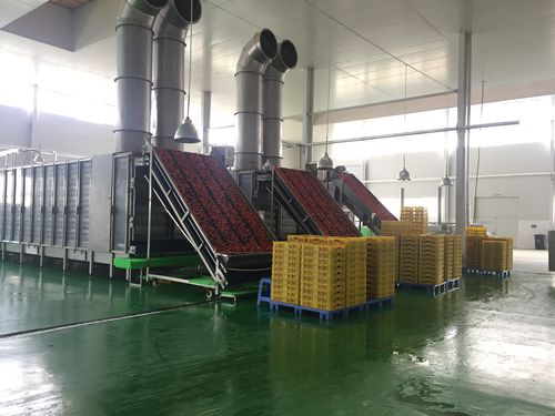 Essiccatore ad aria calda - HGD series - SHAOXING WALLEY FOOD MACHINERY CO., LTD. - per verdura / per frutta / per carote