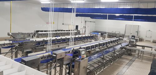 Calibratore per pesce - PRSG-WFG - Arde Makine San. ve Tic. Ltd. Şti. - a nastro / per cernita / con trasportatore