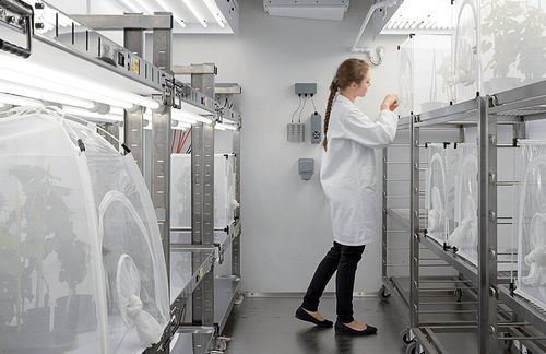 Camera fitologica per piante - Fitotron® SGR - Weiss Technik - per insetti / di grandi dimensioni