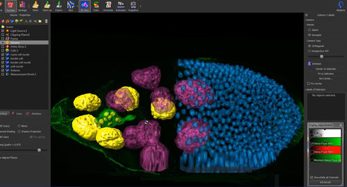Software di analisi - Imaris - Andor Technology - di analisi delle immagini / di visualizzazione / di monitoraggio