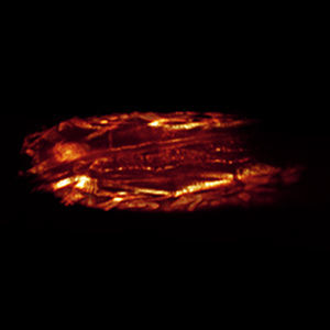 Microscopio ottico - SCAPE 4D - Andor Technology - biomedico / medico / dritto