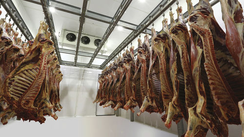 Linea di macellazione per ovini - CANTEK Cold Storage - Meat Processing - per caprini