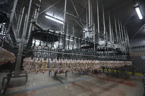 Linea di macellazione per polli - CANTEK Cold Storage - Meat Processing - mobile