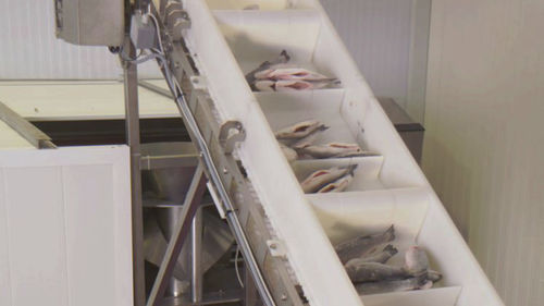 Linea di trasformazione del pesce - CANTEK Cold Storage - Meat Processing