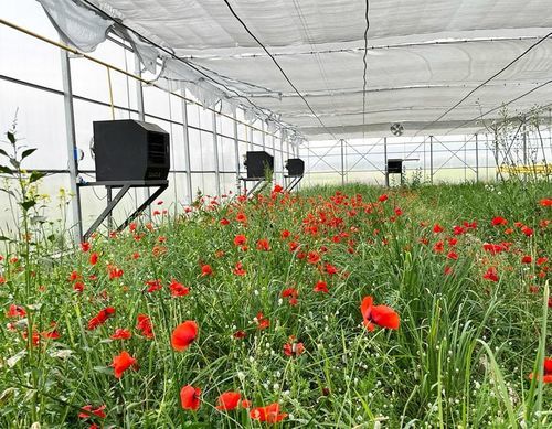 Generatore di aria calda a muro - Lodos 70 - Daygas Heating Systems - a gas / per applicazioni agricole