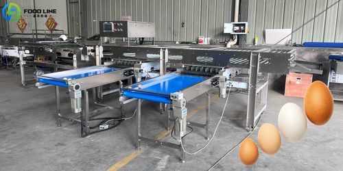 Calibratrice per alimenti - FL-3 - Henan Hongtu Machinery Manufacturing Co., Ltd. - per uova / per pollame / pesatrice