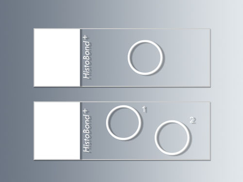 Vetrino per microscopio - 76 x 26 x 1 mm | HistoBond®+ - Paul Marienfeld GmbH & Co. KG
