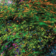 microscopio ottico / per analisi / da ricerca / a fluorescenza