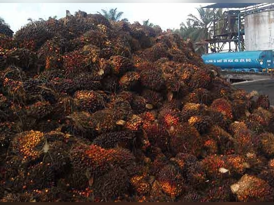 Trinciatrice di Shell del nocciolo di palma