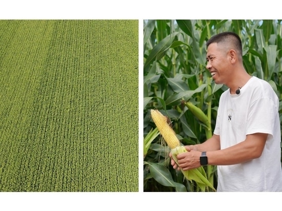 Un agricoltore locale, il signor Guo, e il suo campo di mais a Tongliao.