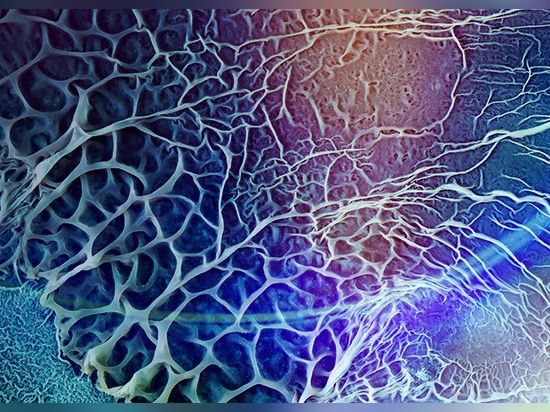 Un importante laboratorio di ricerca universitario utilizza i profilatori ottici Zygo™ per ottenere informazioni più rapide e dettagliate sul biofilm