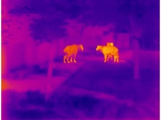 Esplorazione all'aperto e pattugliamento della fauna selvatica