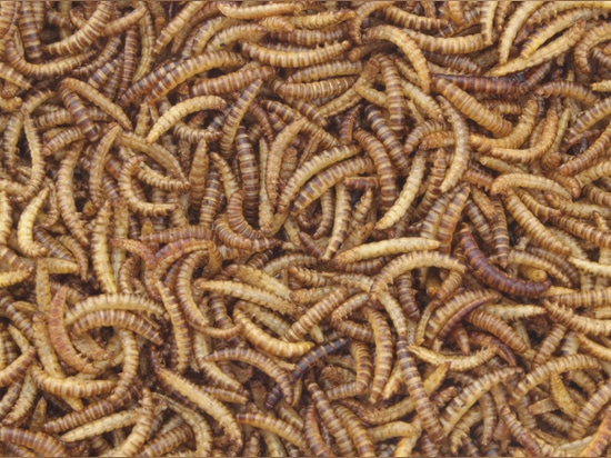 Mosca soldato nera (BSF)