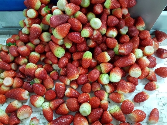 Le fragole congelate e liofilizzate