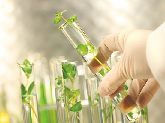 Funzione naturale degli ingredienti alimentari di Symrise, Georgia, Stati Uniti